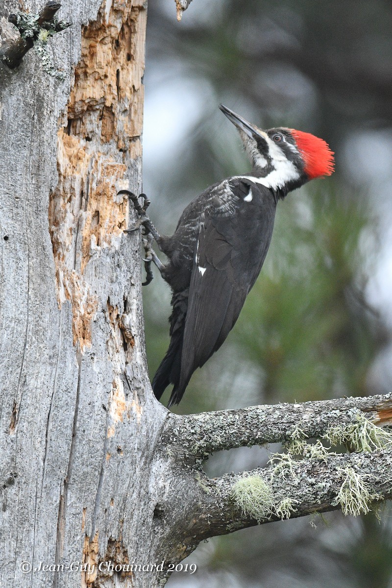 Pileated Woodpecker - ML159429481