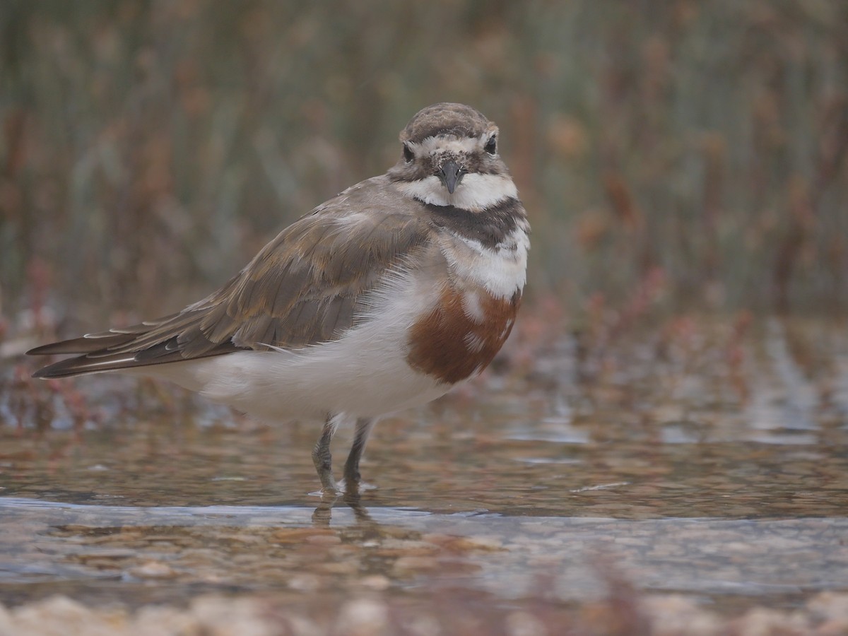 Double-banded Plover - ML159432231