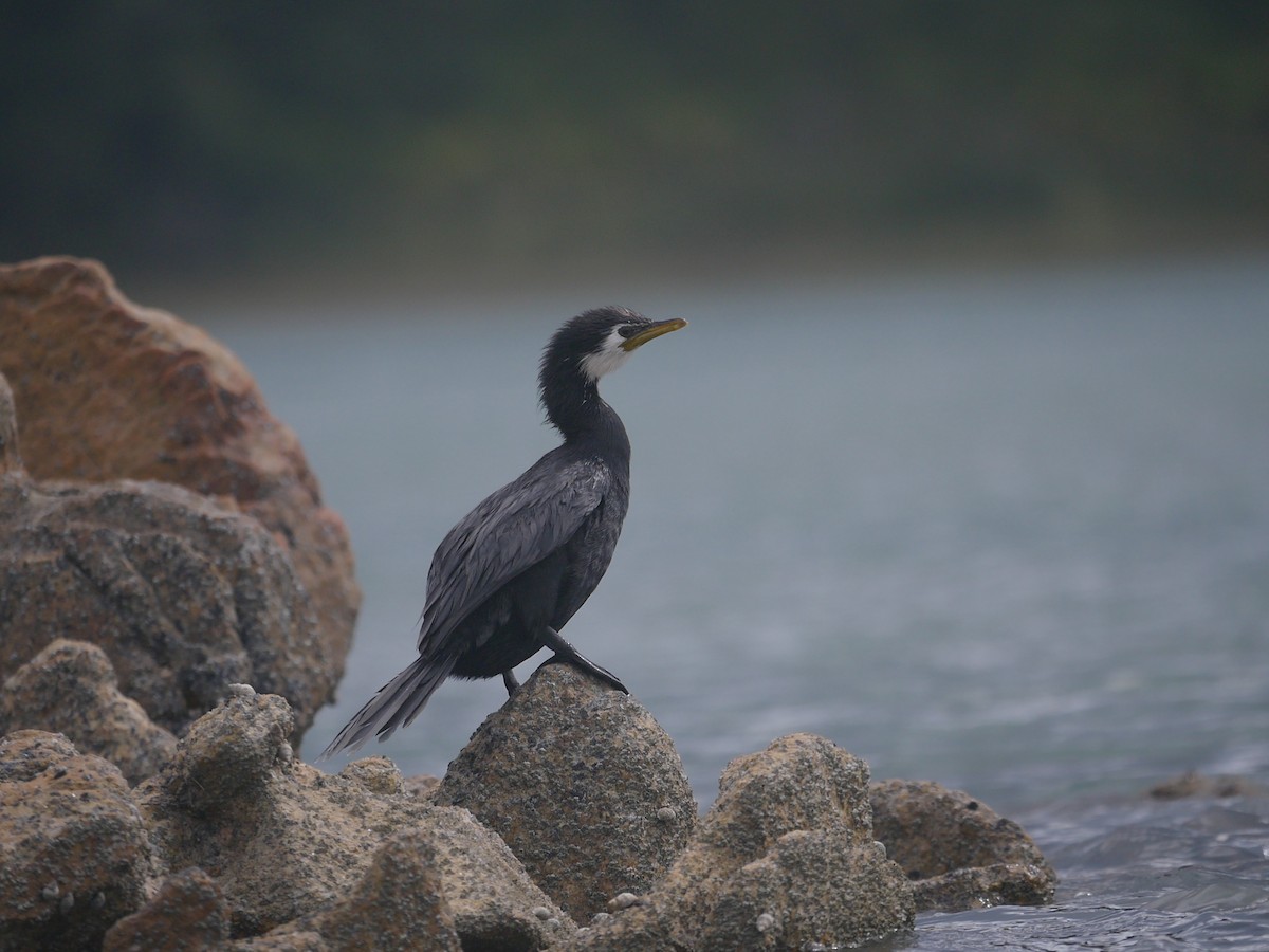 Little Pied Cormorant - ML159432361