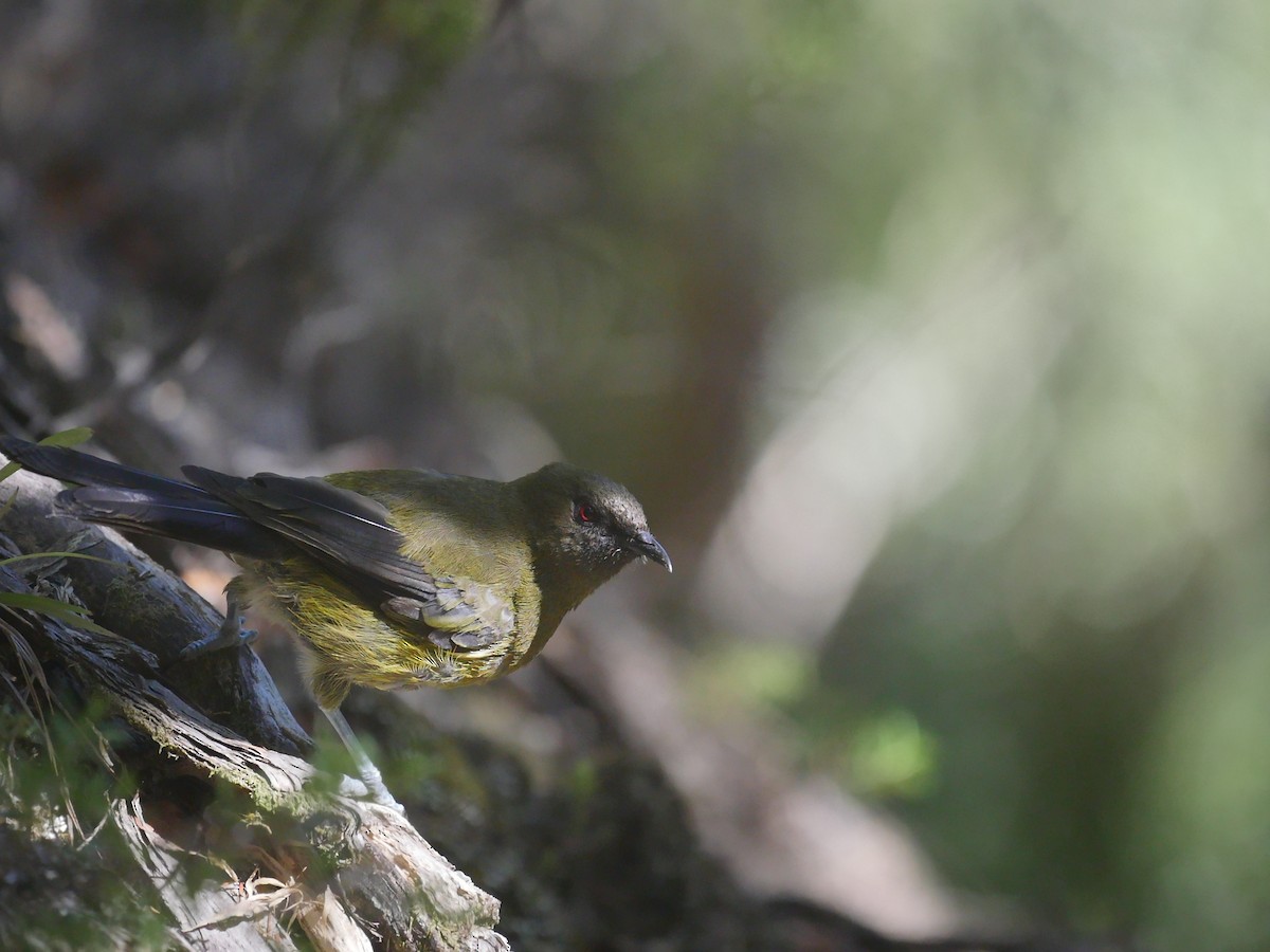 New Zealand Bellbird - ML159432441
