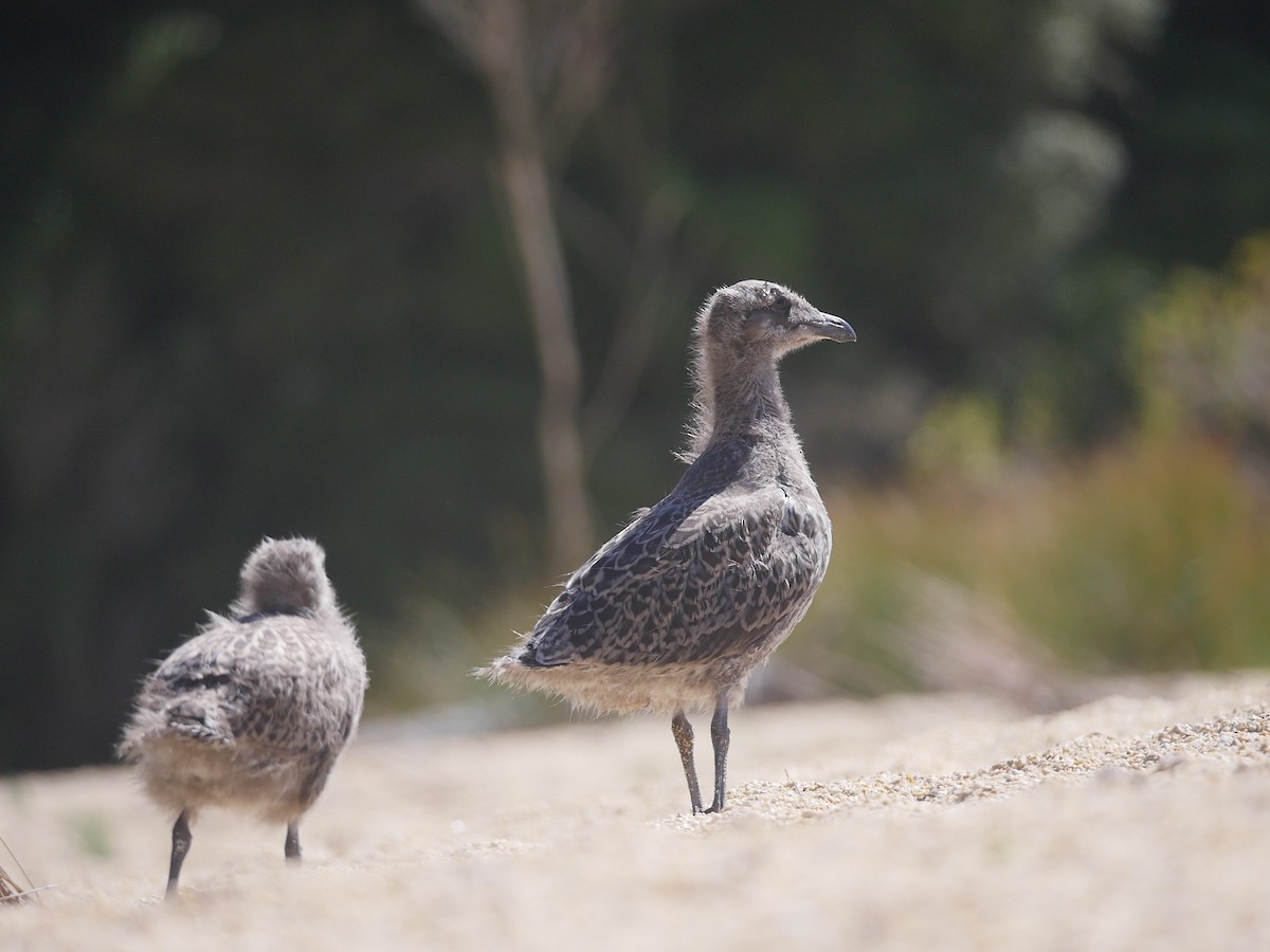 Kelp Gull - ML159432821