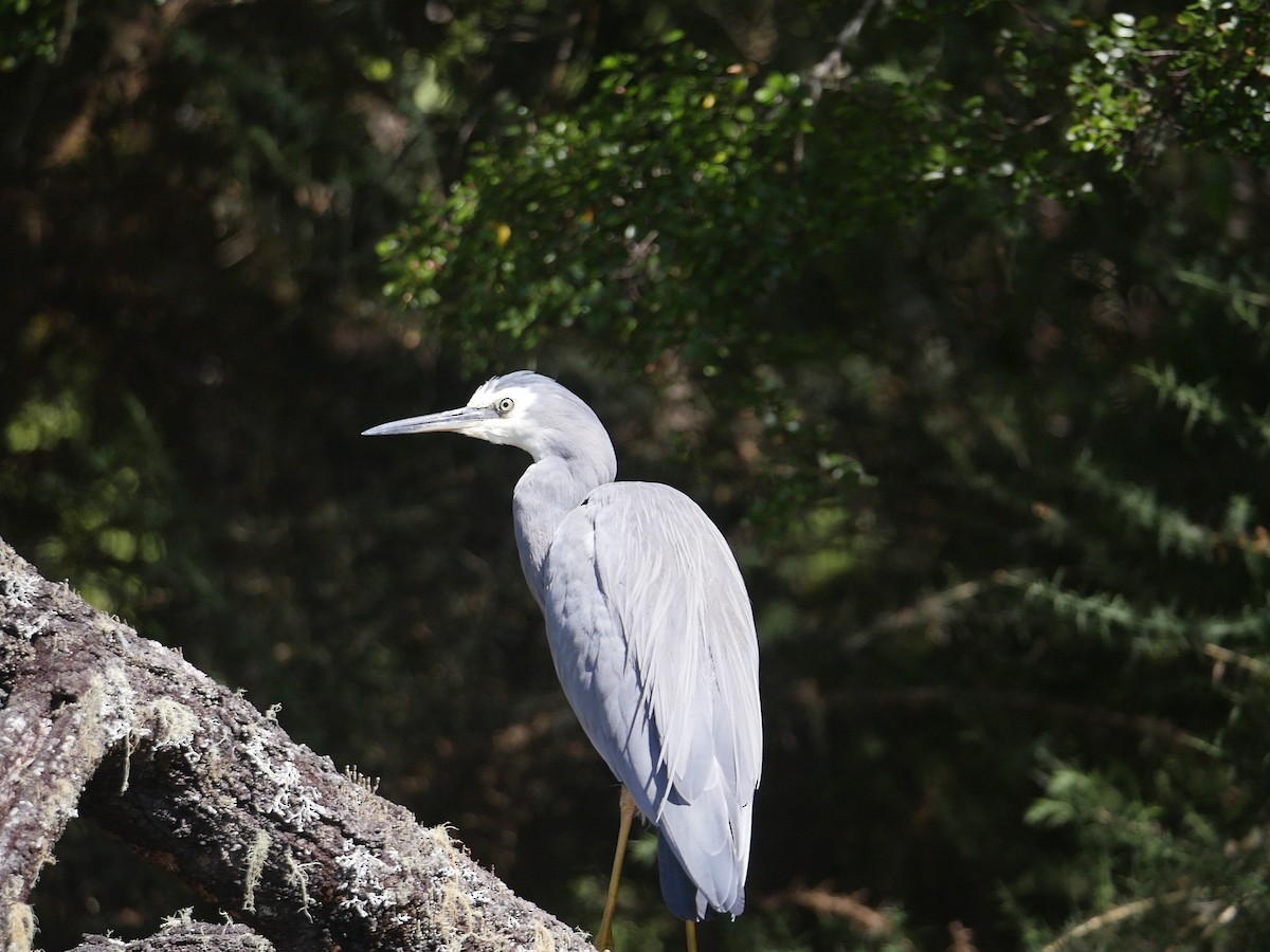 White-faced Heron - ML159434271