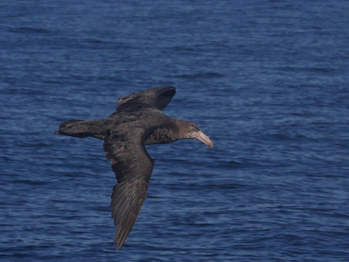 Northern Giant-Petrel - ML159435941