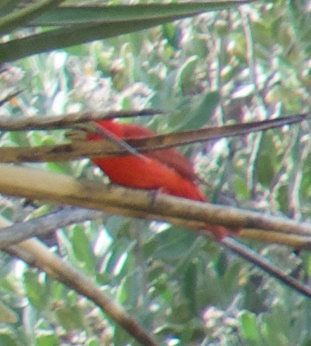 Summer Tanager - ML159436821