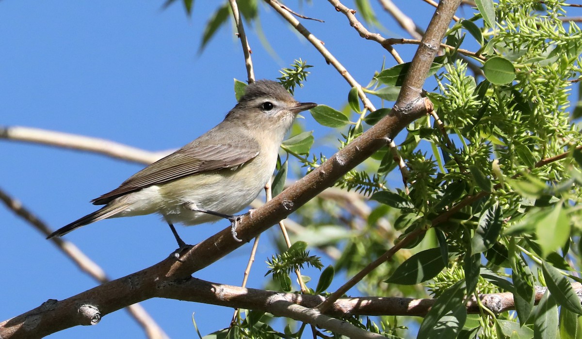 Warbling Vireo - ML159437241