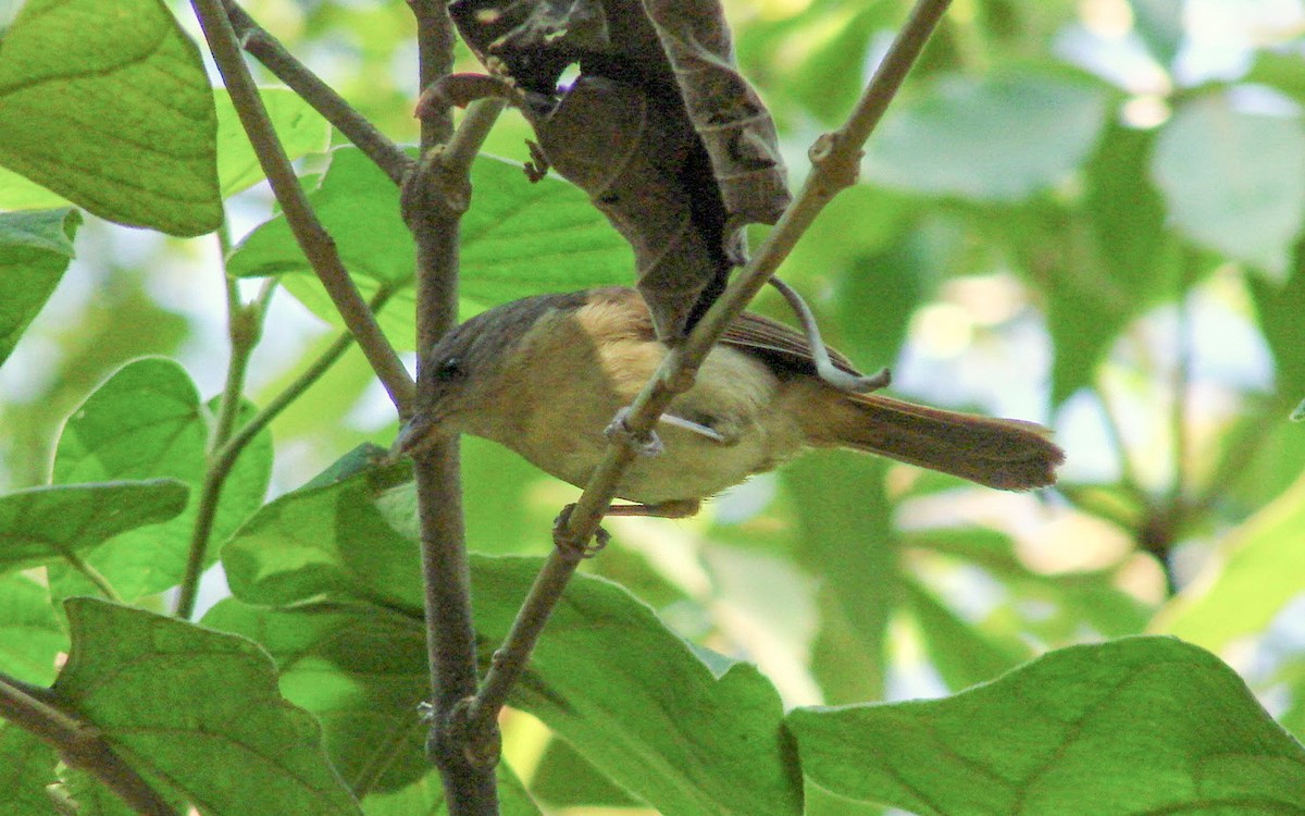 Brown-cheeked Fulvetta - Sean Fitzgerald