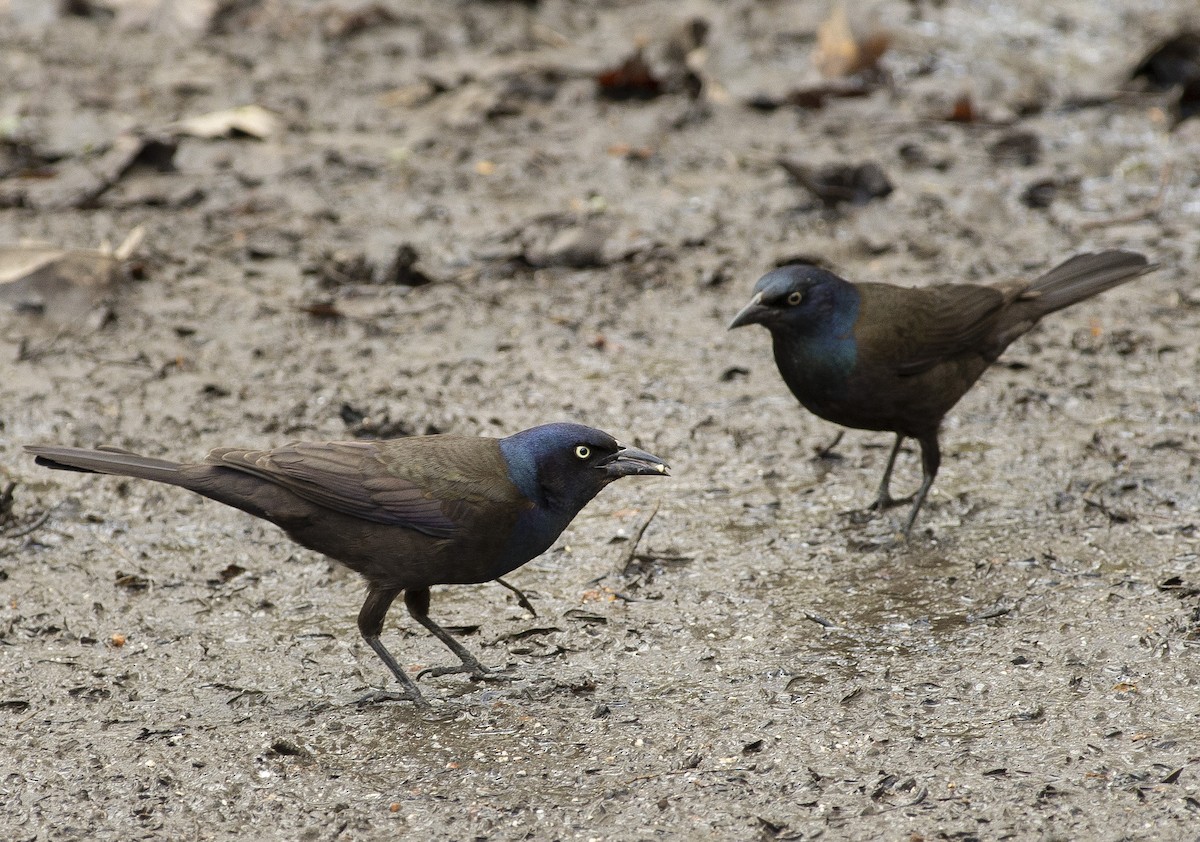 Common Grackle - François Martin