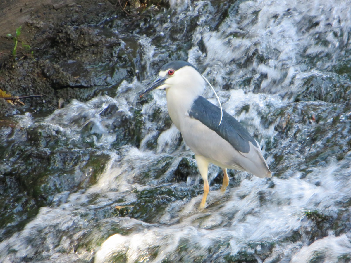 Black-crowned Night Heron - ML159439491