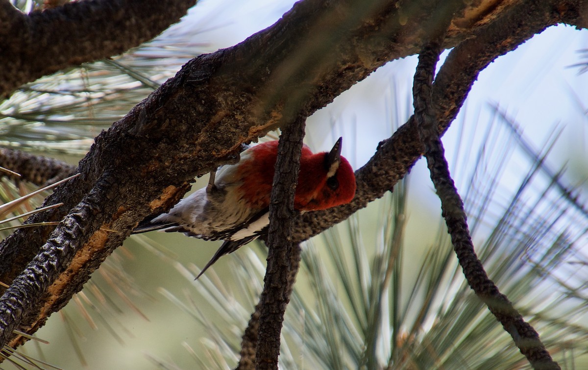 Red-breasted Sapsucker - Mary Rachel Tucker