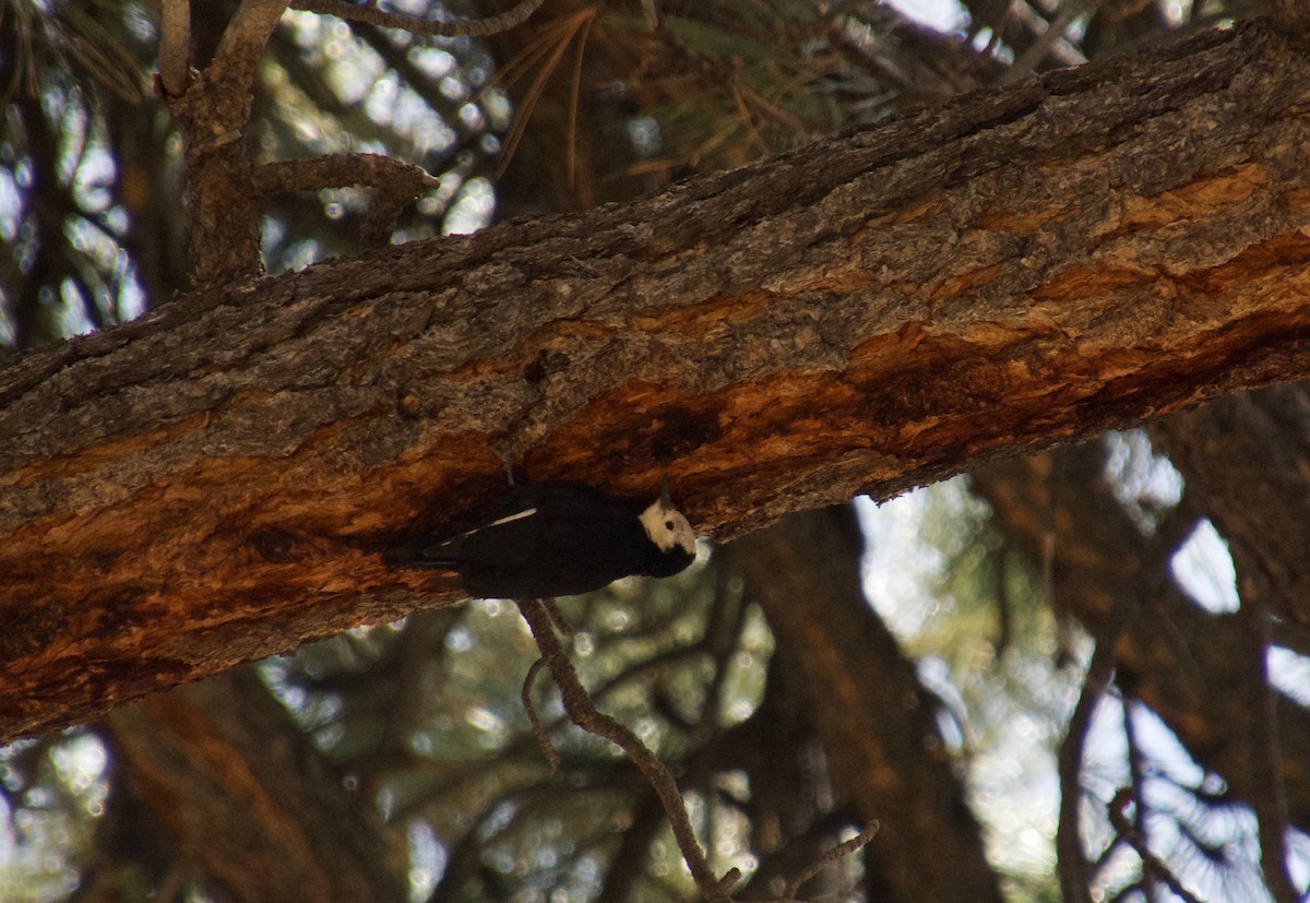 White-headed Woodpecker - ML159439581