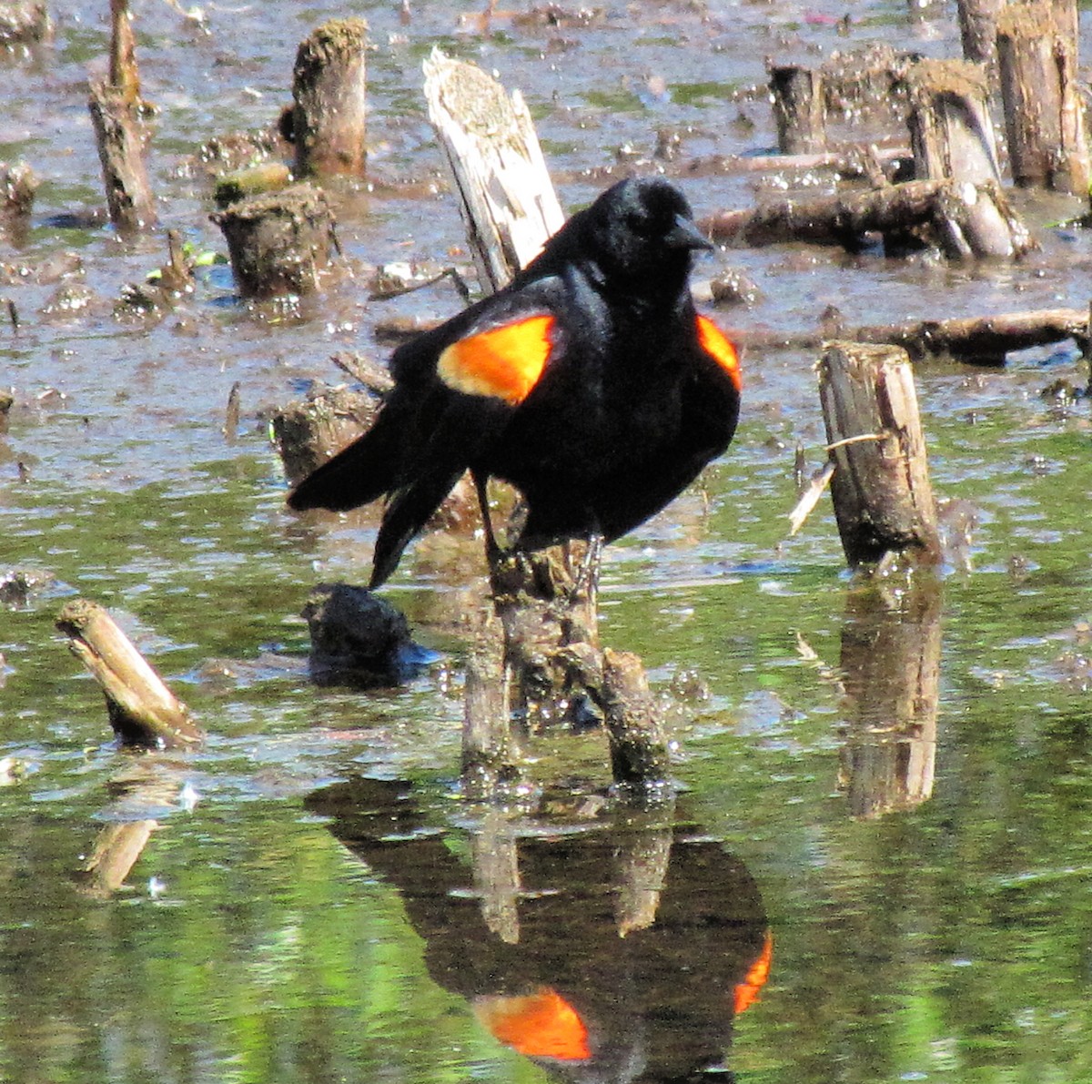 Red-winged Blackbird - ML159439901