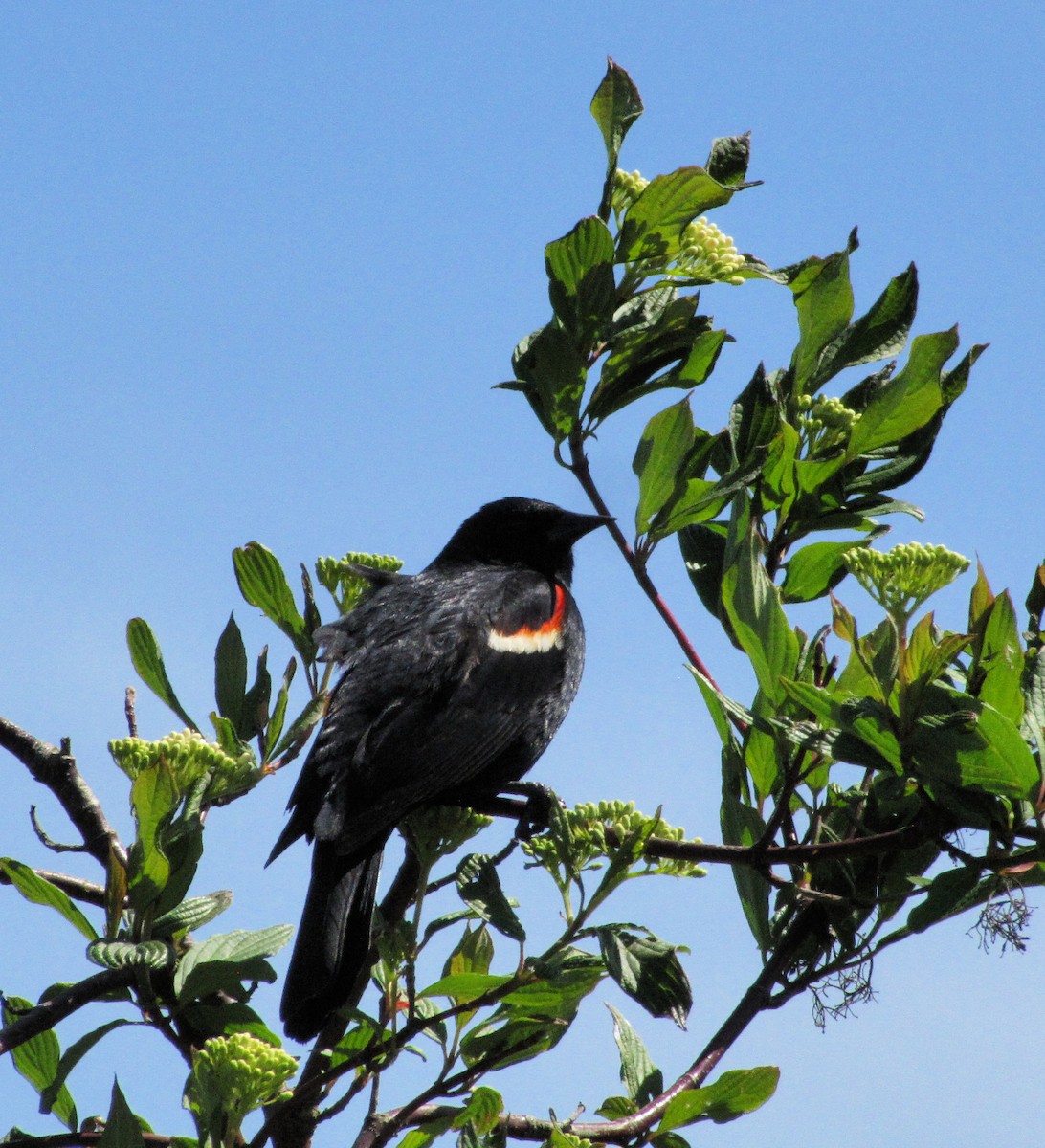 Red-winged Blackbird - ML159440021