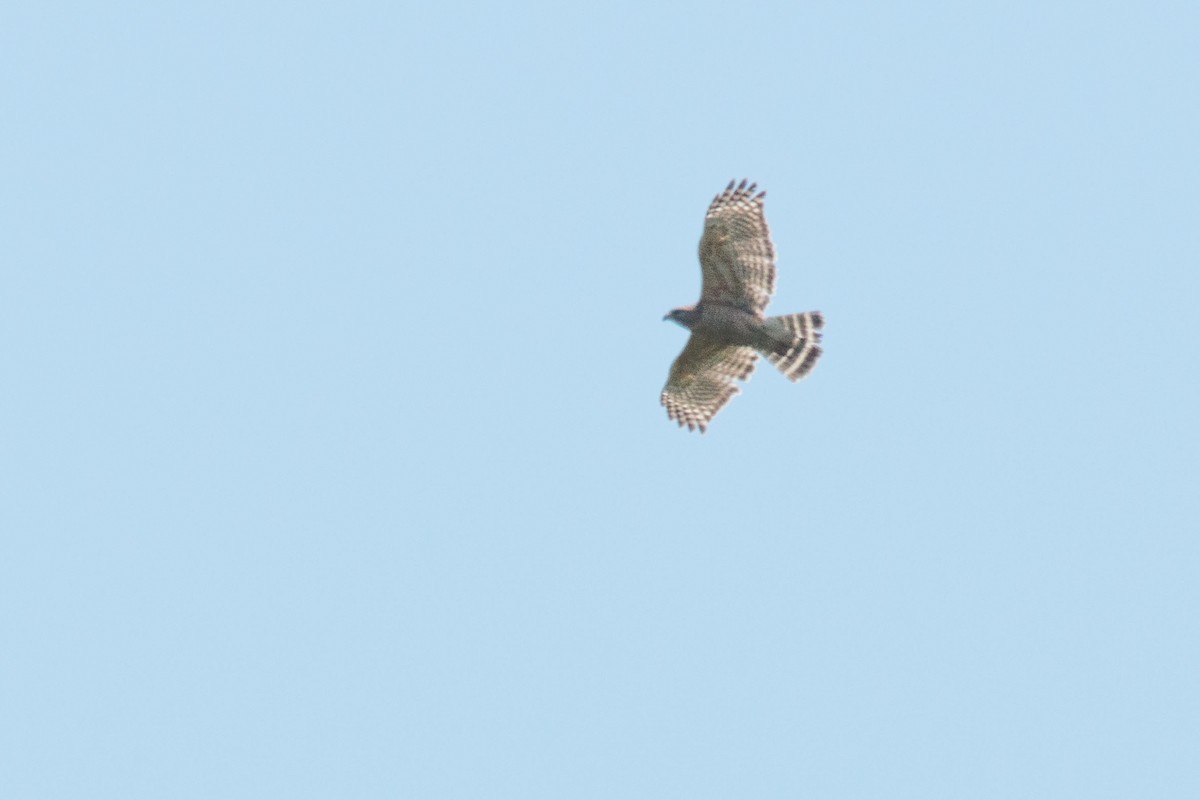 Red-shouldered Hawk - ML159440281