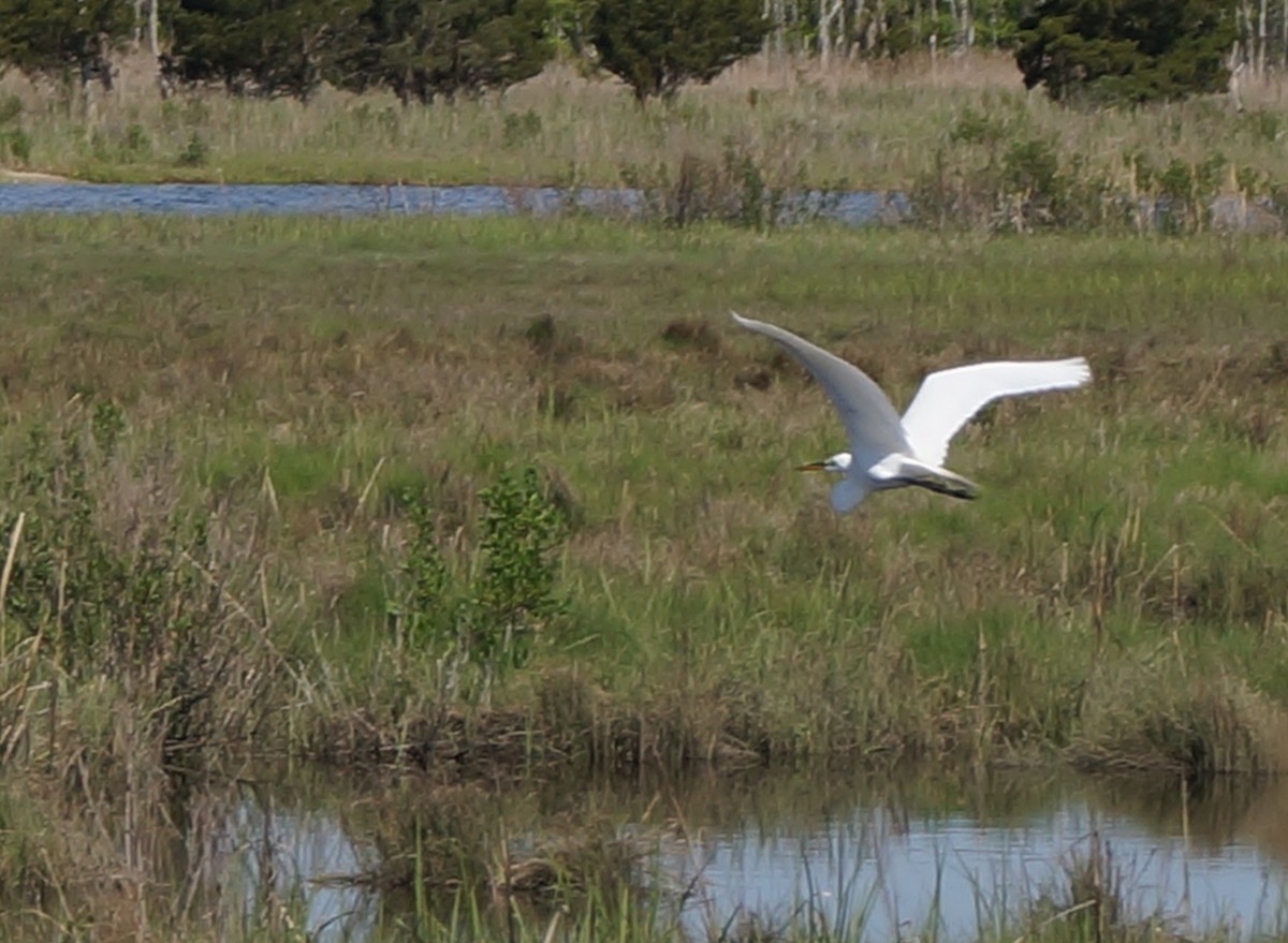 Great Egret - Ethan Bryson