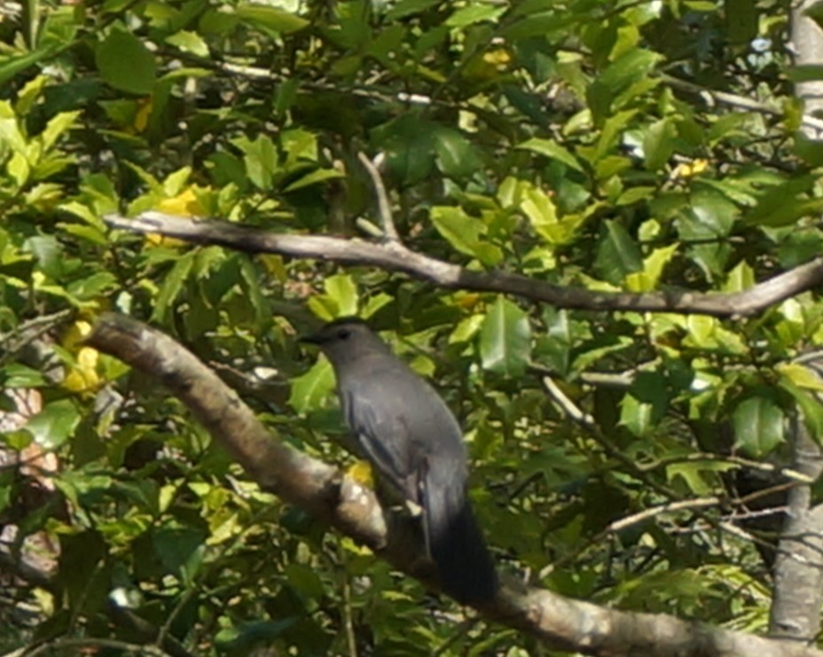 Pájaro Gato Gris - ML159442031