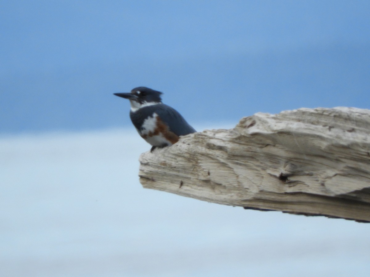 Belted Kingfisher - ML159449521