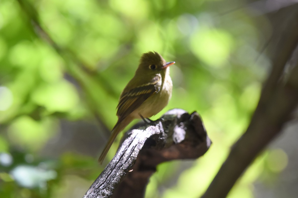 Western Flycatcher (Cordilleran) - ML159451841