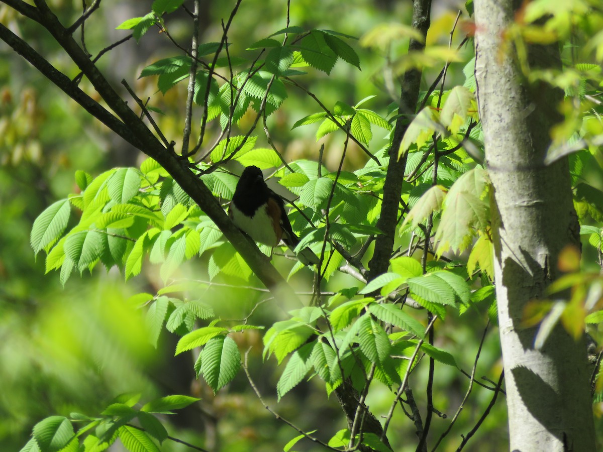 Eastern Towhee - ML159453421