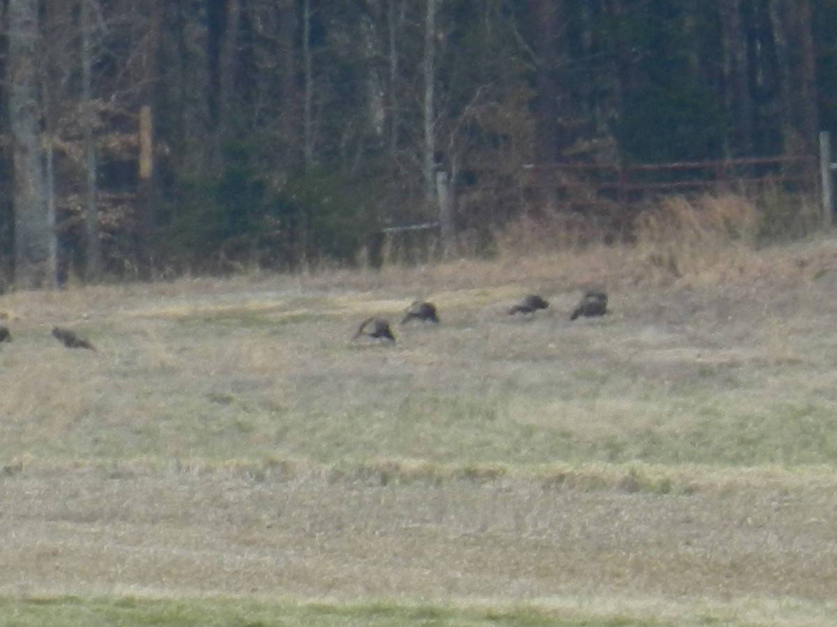 Wild Turkey - ML159454161