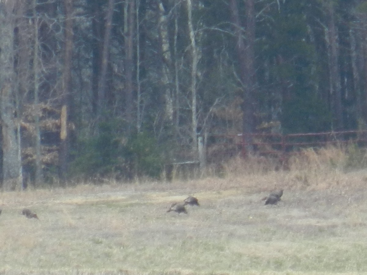Wild Turkey - ML159454181