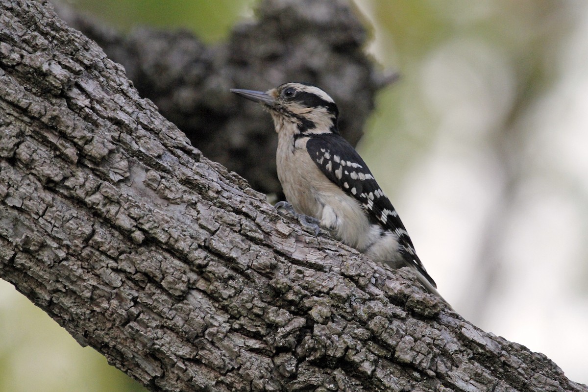 Hairy Woodpecker (Eastern) - N. Wade Snyder