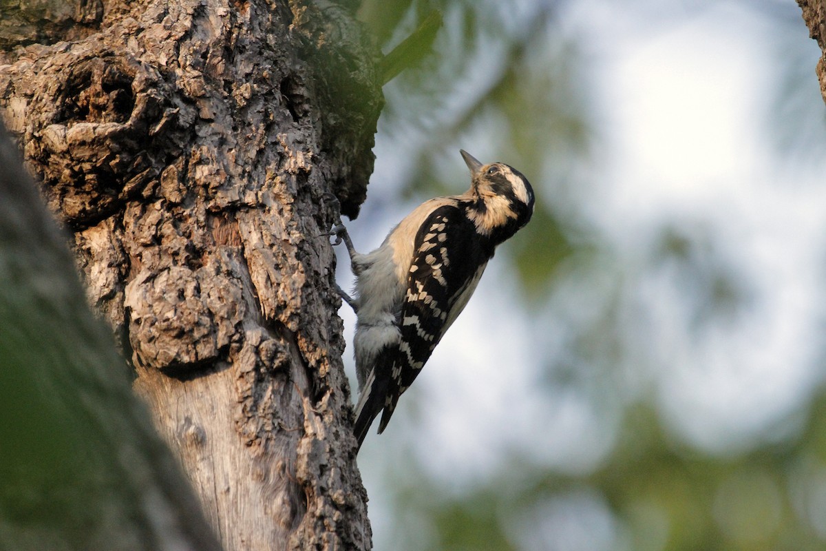 Hairy Woodpecker (Eastern) - N. Wade Snyder