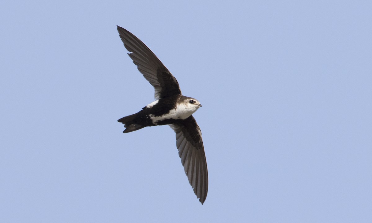 White-throated Swift - ML159454401