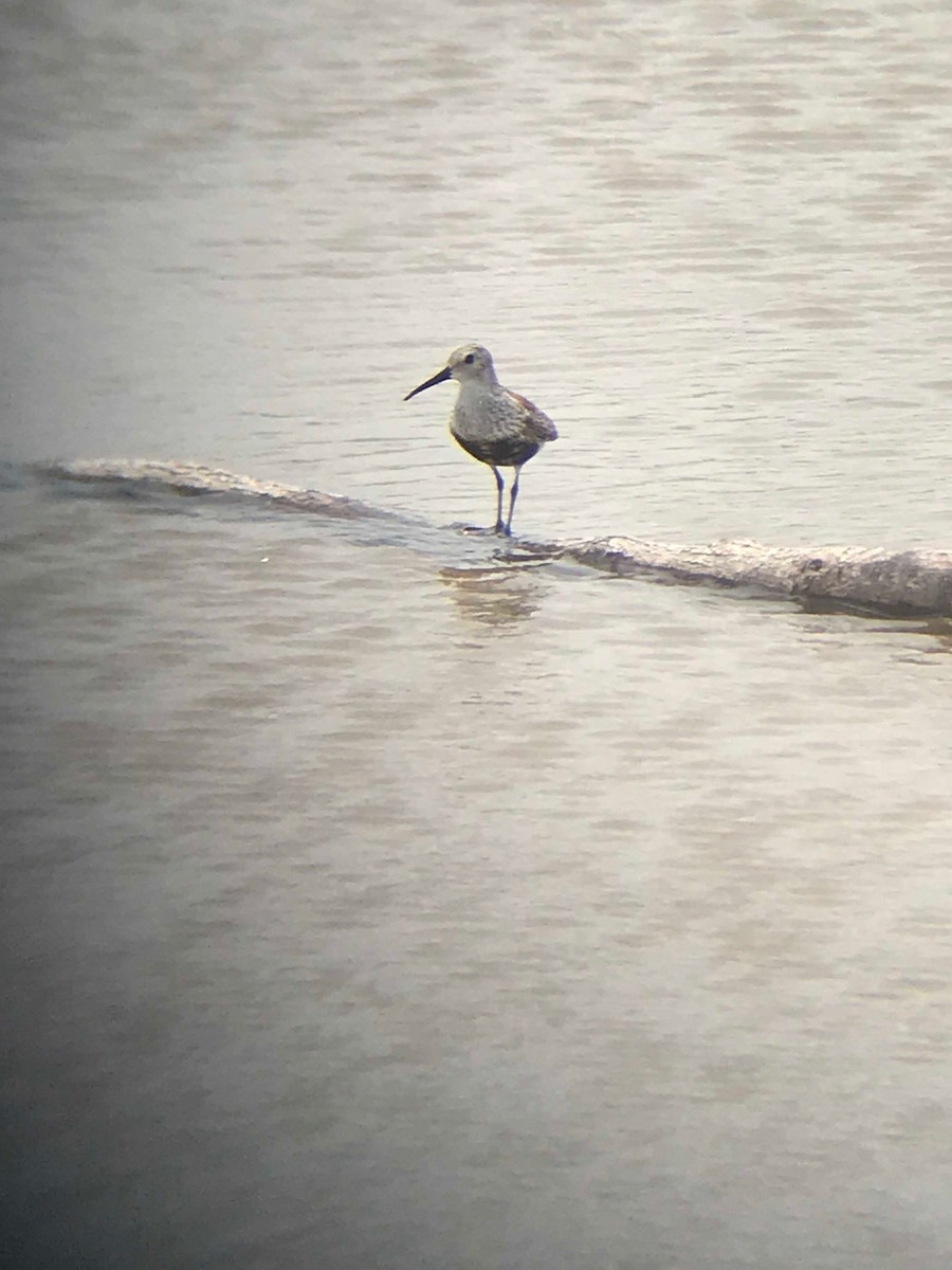 Correlimos Común - ML159457201