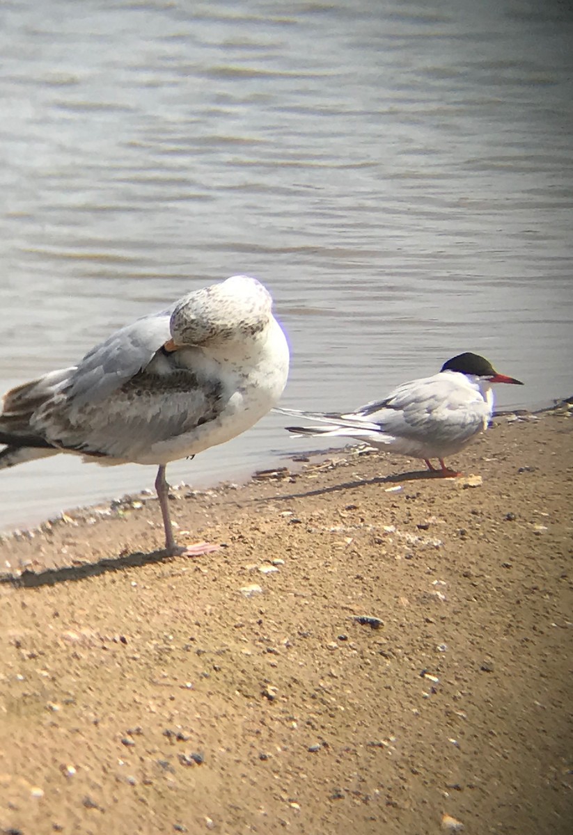 Charrán Común - ML159457361