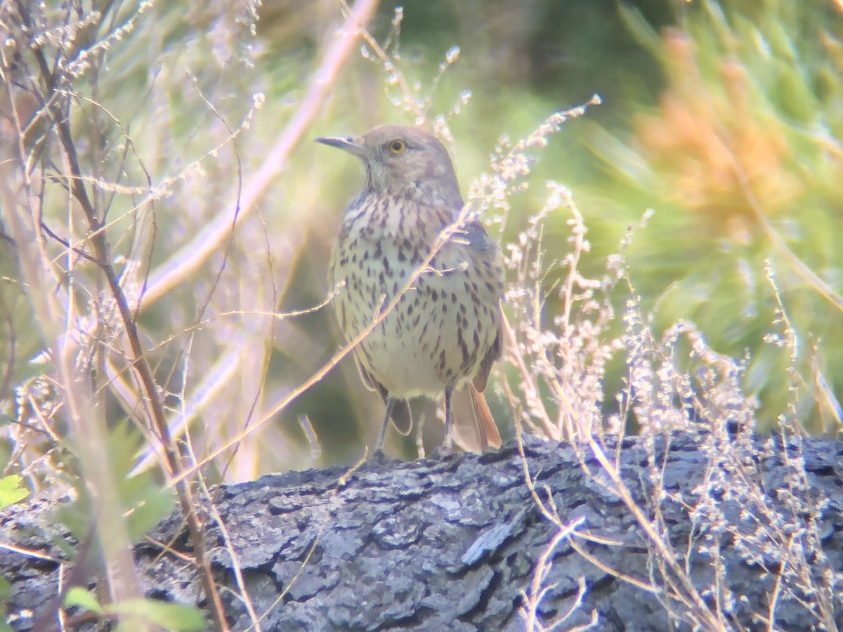 Sage Thrasher - ML159457411