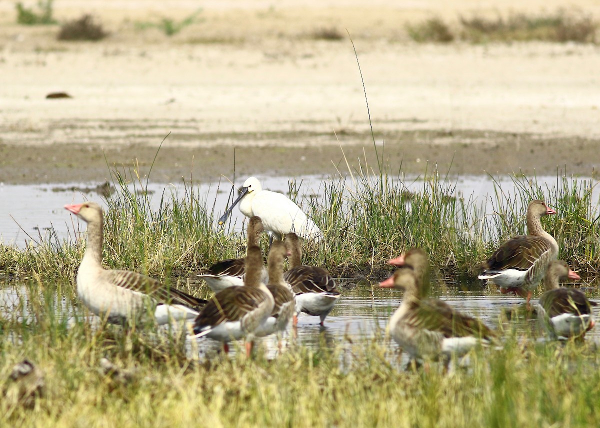 Graylag Goose - ML159459261