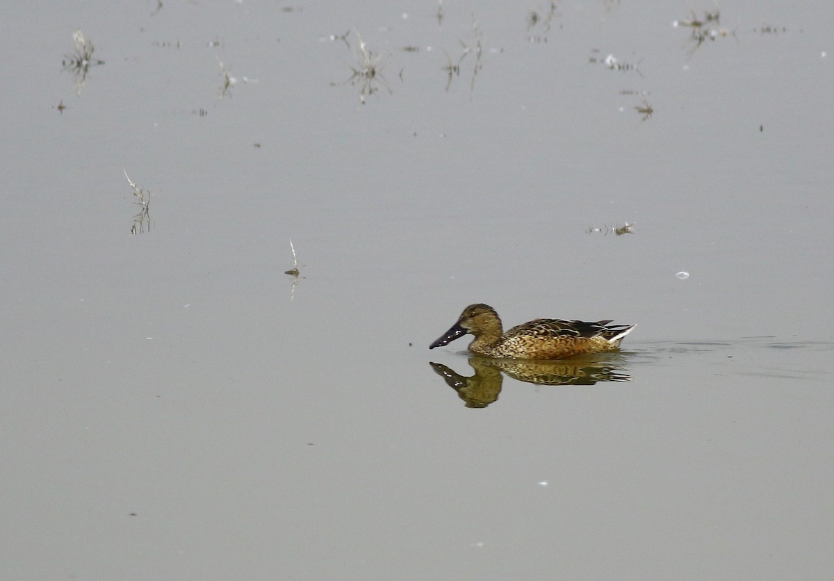 Northern Shoveler - ML159459771