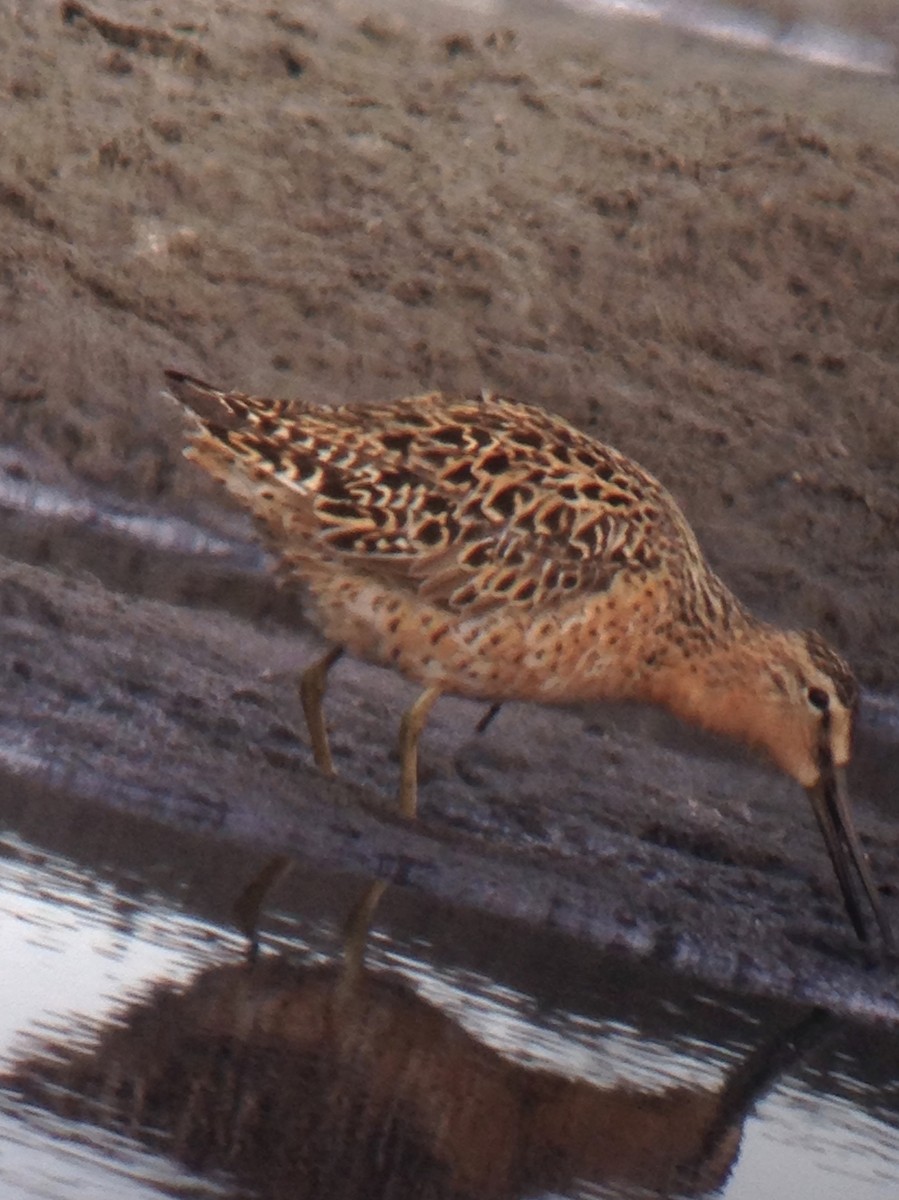 Short-billed Dowitcher - Reid Hildebrandt