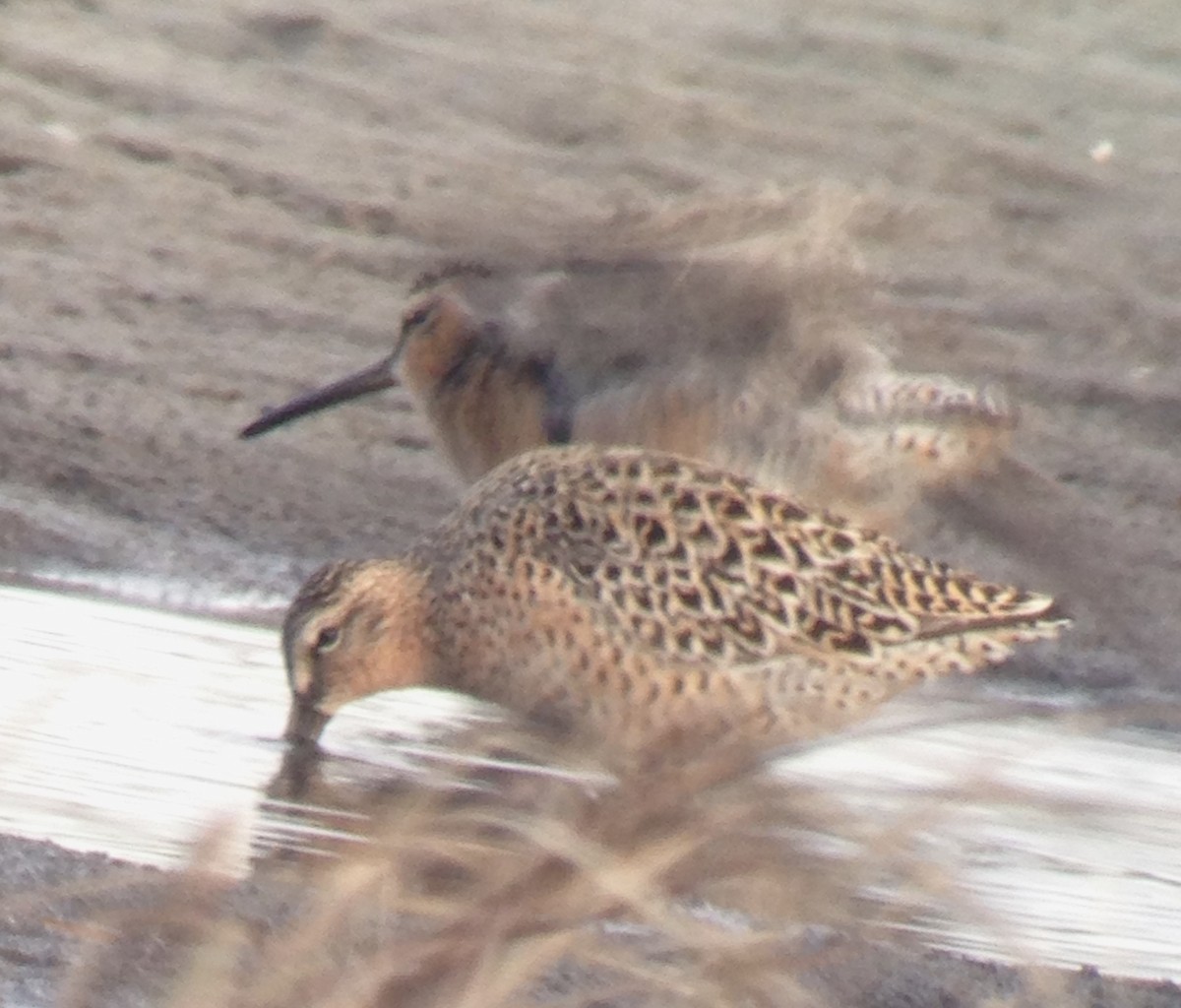 Short-billed Dowitcher - ML159460851