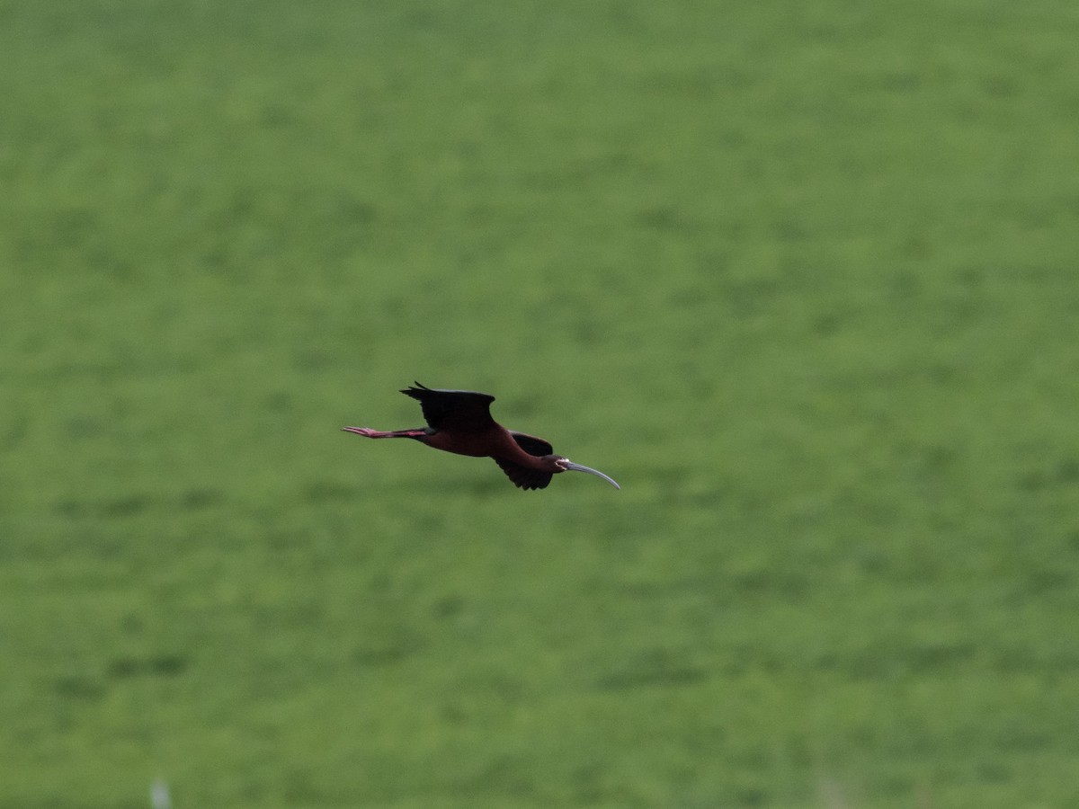 White-faced Ibis - matthew sabatine