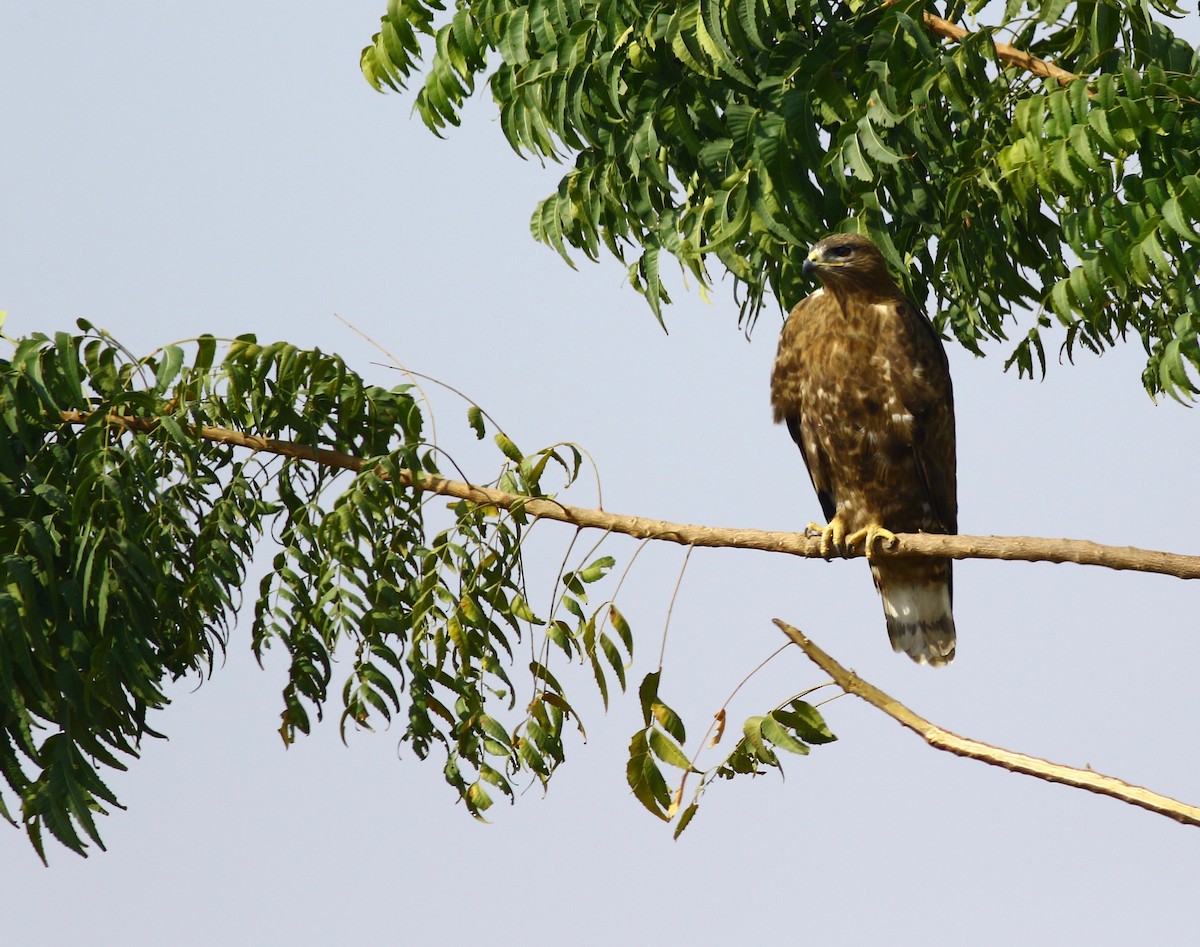 Common Buzzard - ML159462581