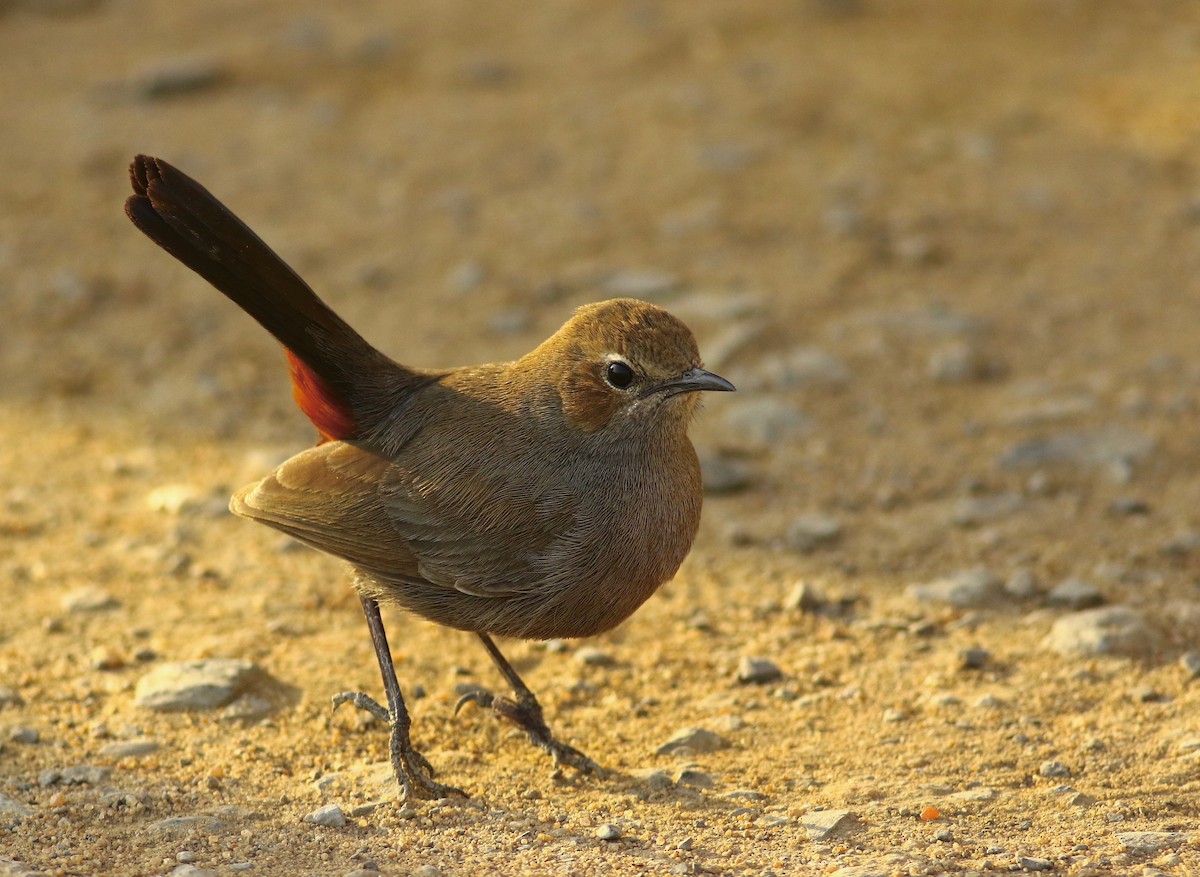 Indian Robin - ML159464061