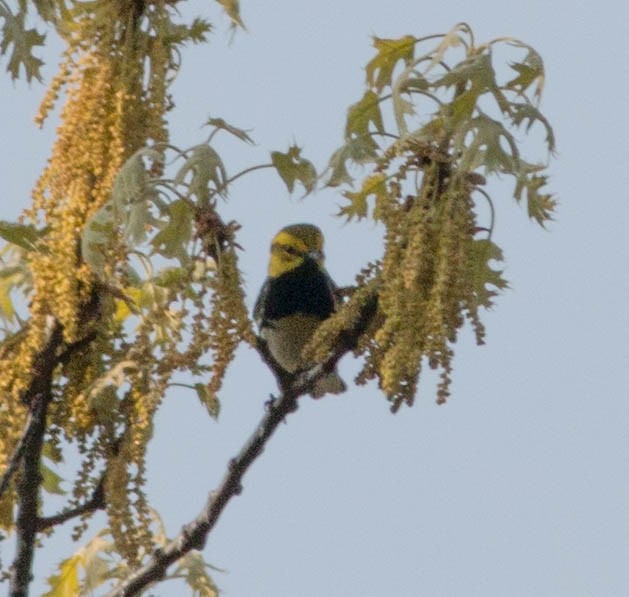 Black-throated Green Warbler - Liz Shlapack