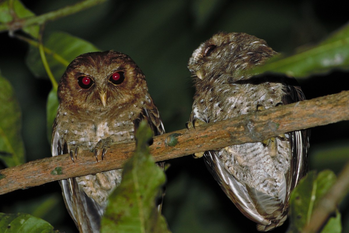 Palau Scops-Owl - ML159464551