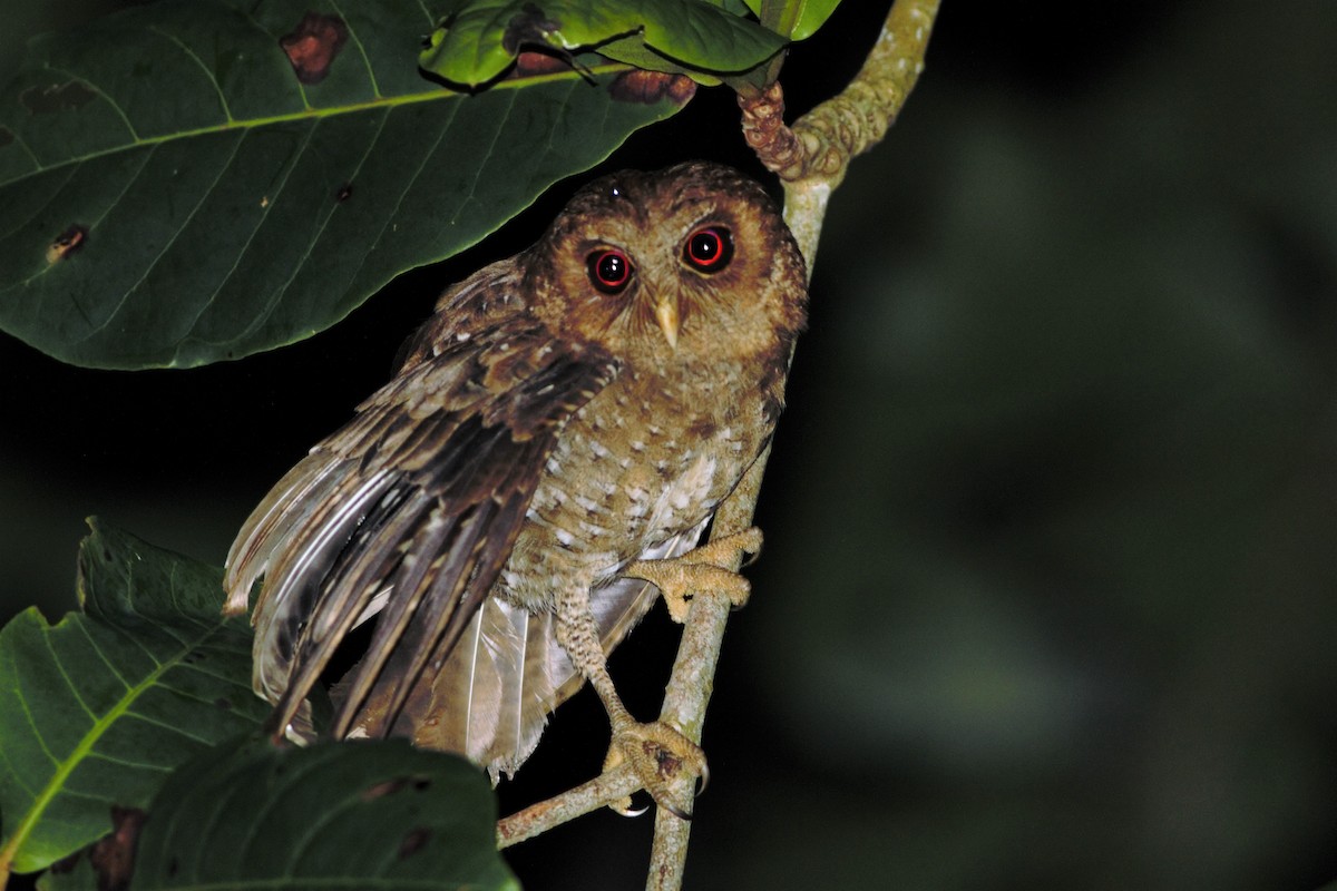 Palau Scops-Owl - ML159464641