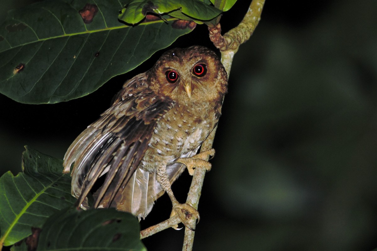 Palau Scops-Owl - ML159464641