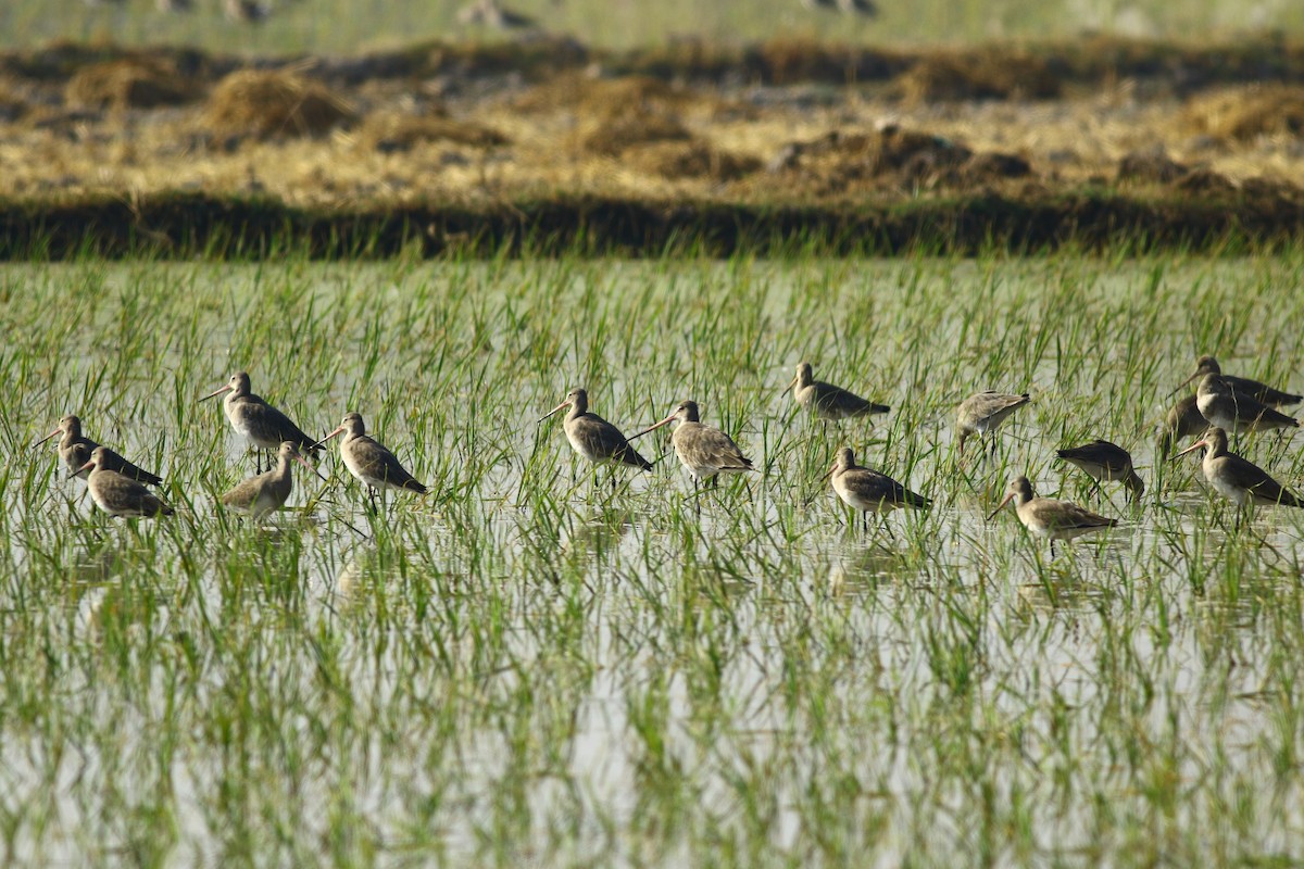 Black-tailed Godwit - ML159464981