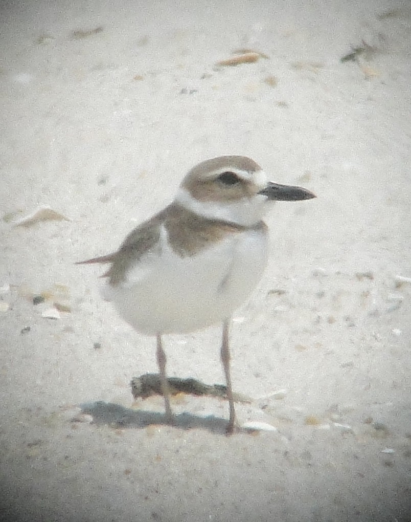 Wilson's Plover - Gail Benson