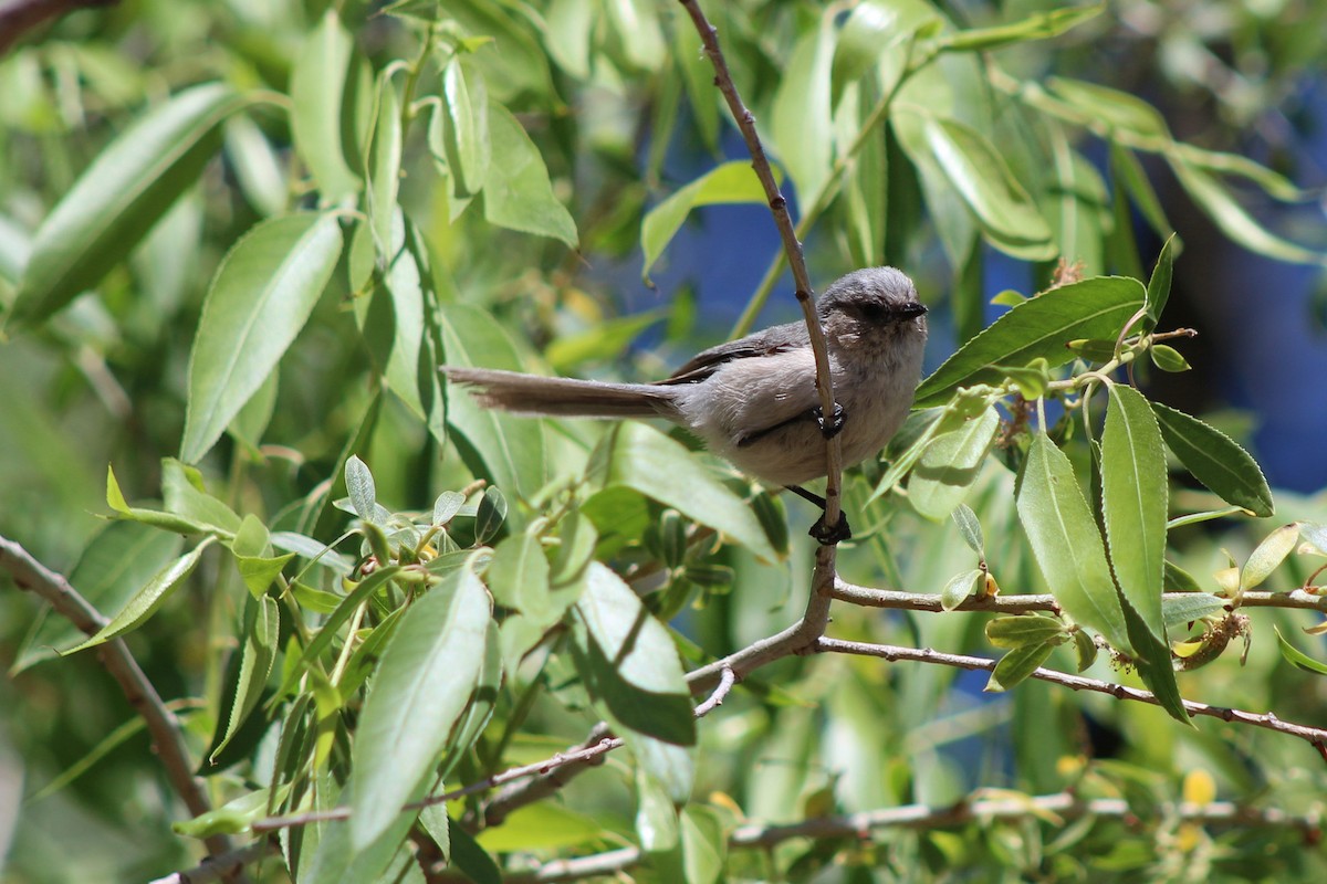 Bushtit - ML159466591