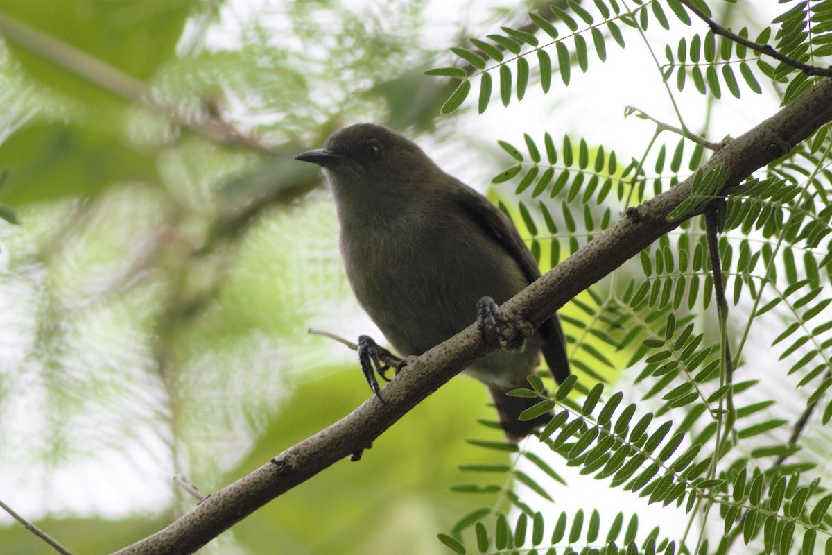 Dusky White-eye - ML159467161