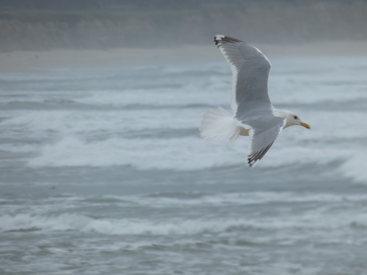 Iceland Gull (Thayer's) - Malia DeFelice