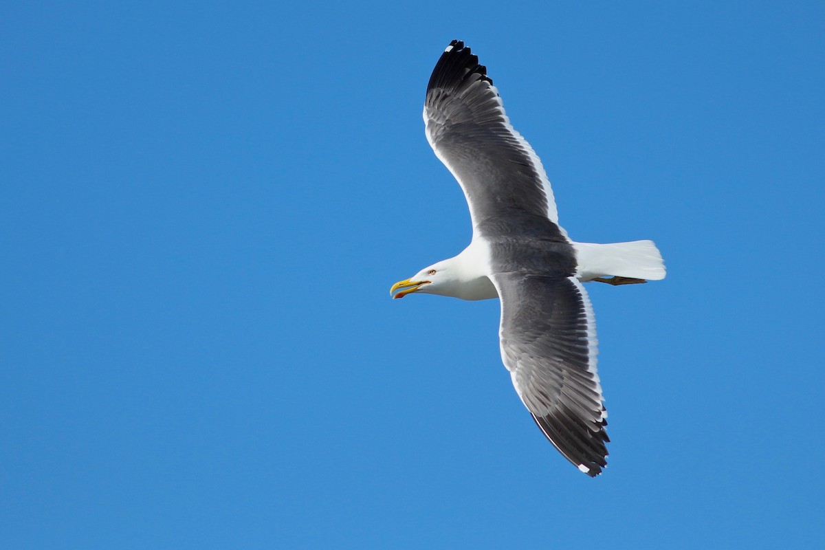 Kelp x American Herring Gull (hybrid) - ML159467931