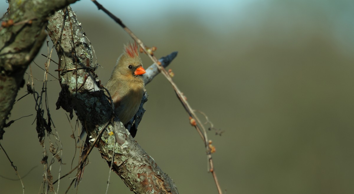 Northern Cardinal - Wendy Campbell