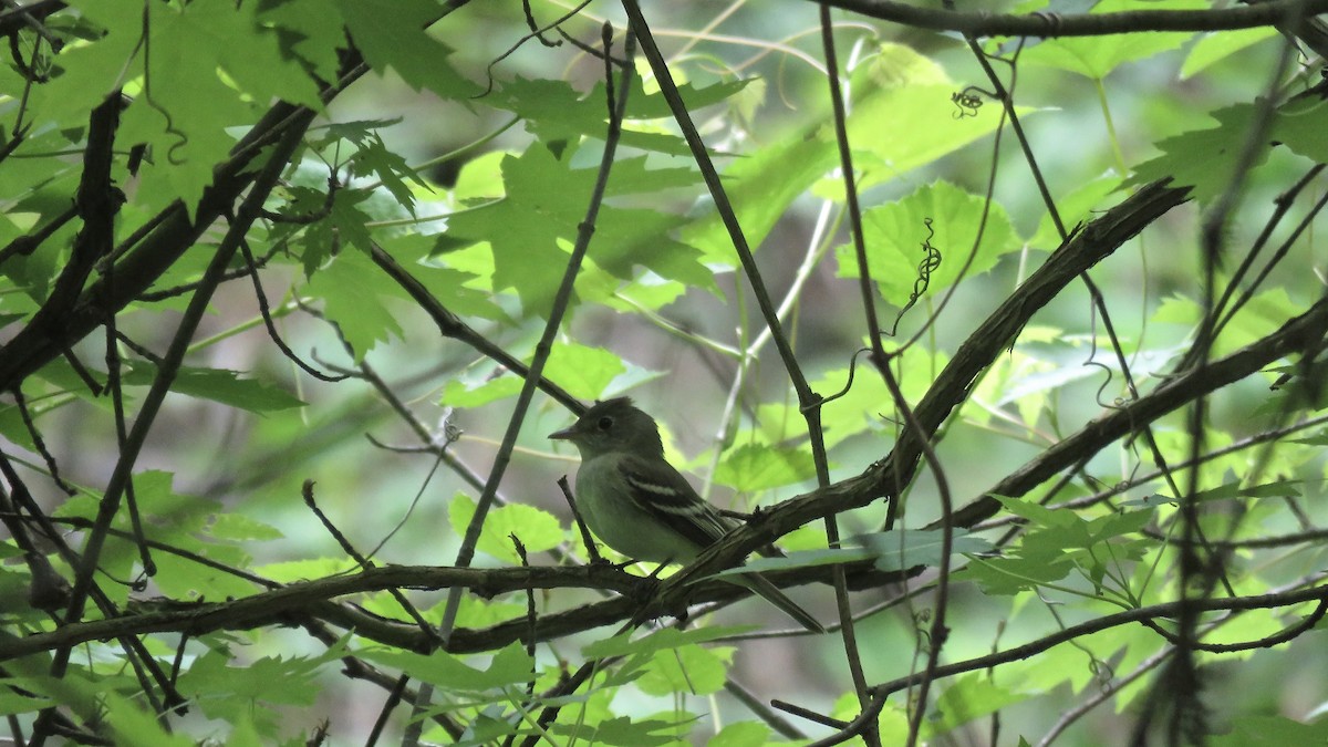 Acadian Flycatcher - ML159469231