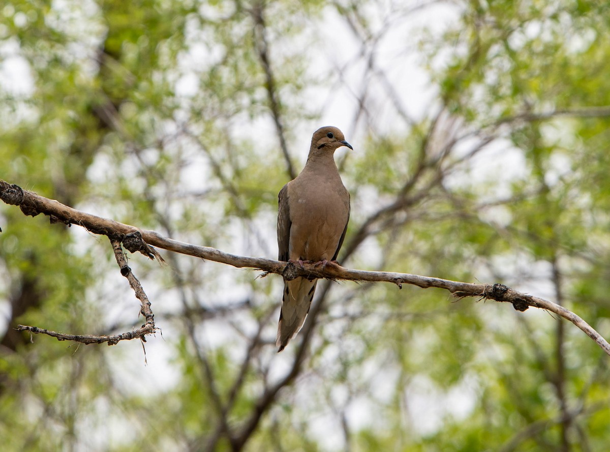 Mourning Dove - ML159469891